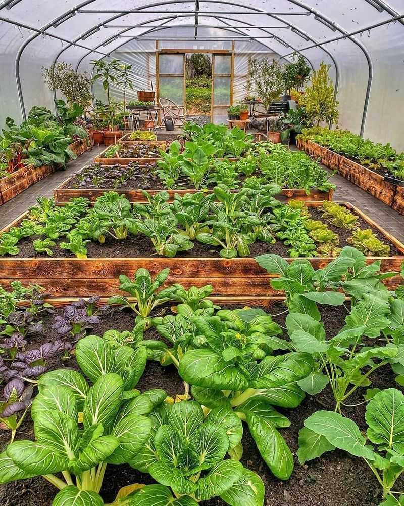 Make an Allotment for Vegetables