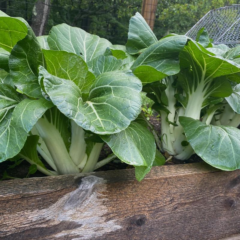 Malabar Spinach