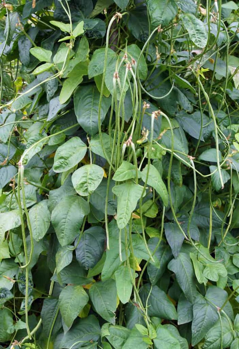 Yardlong Beans