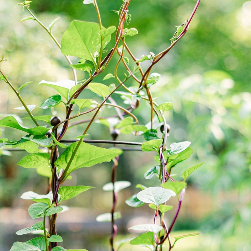 Malabar Spinach