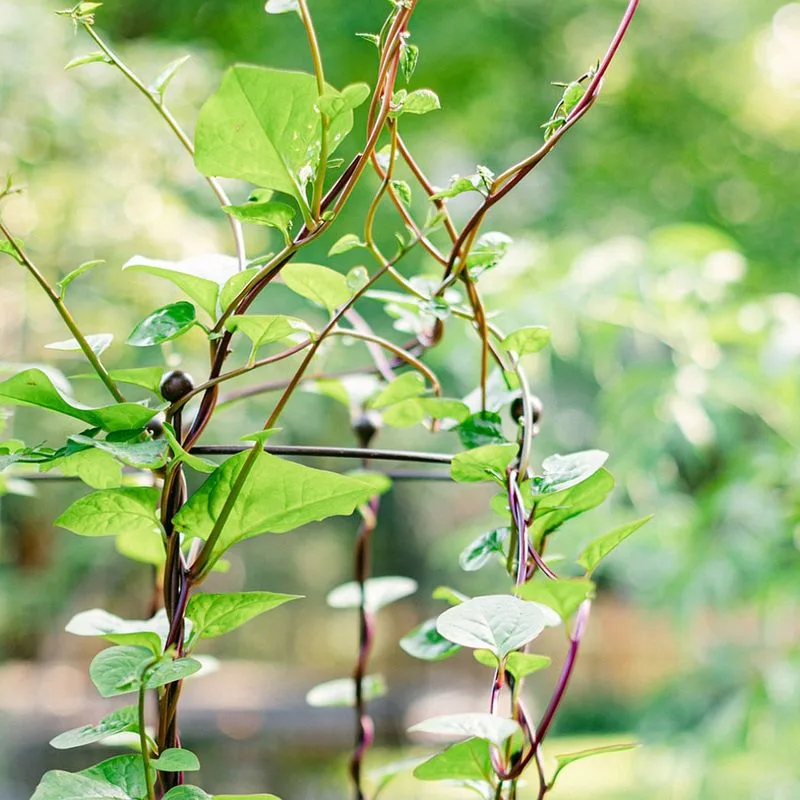 Malabar Spinach