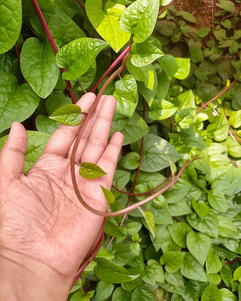 Malabar Spinach (Basella alba)