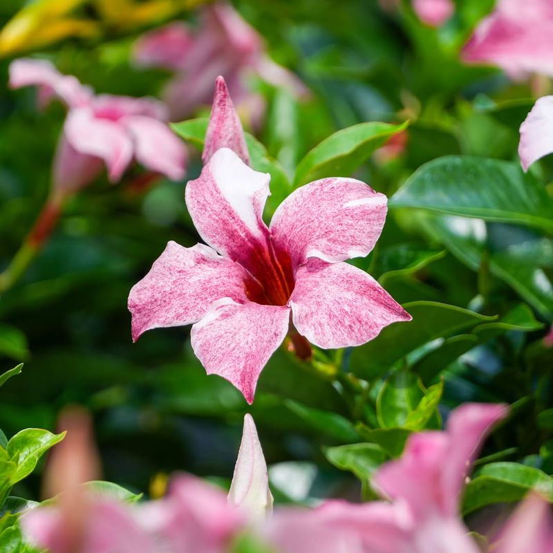 Mandevilla
