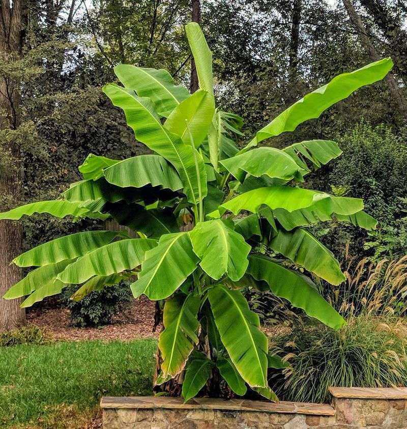 Hardy Banana (Musa Basjoo)