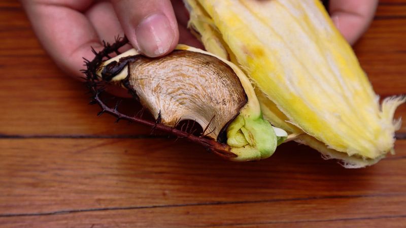 Mango Pit