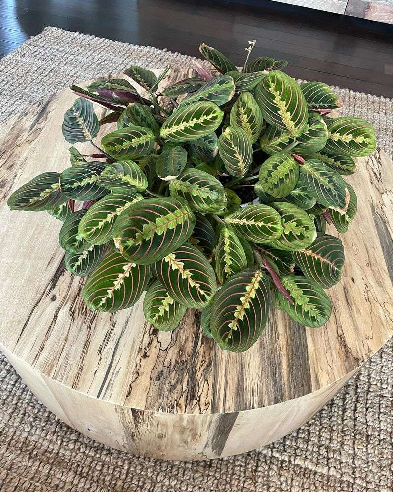 Maranta Leuconeura