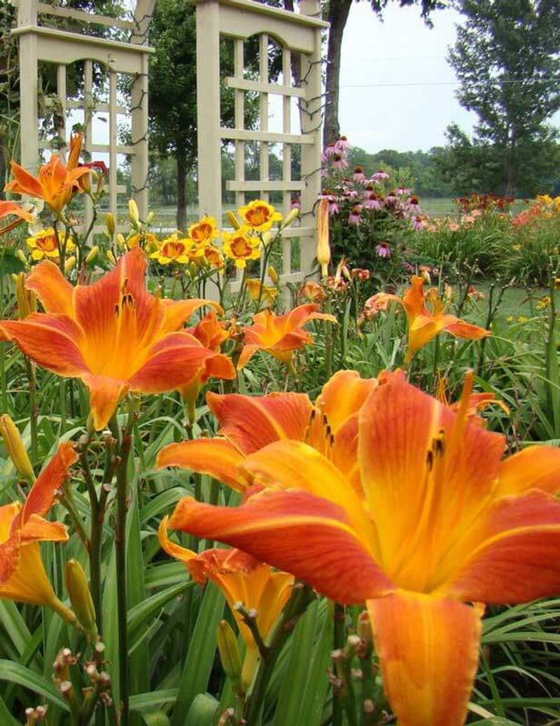 Daylily
