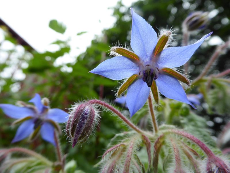 Borage