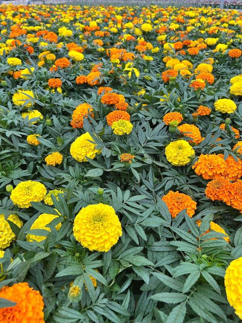 Marigold