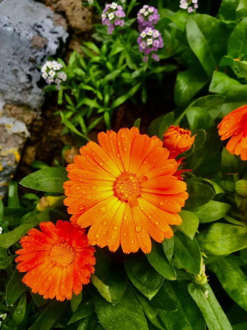 Calendula