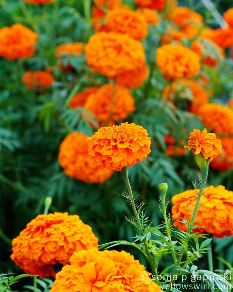 Marigold