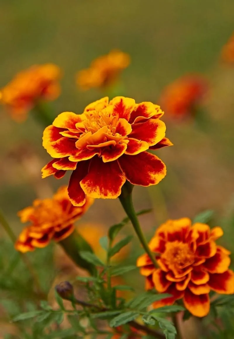 Marigold