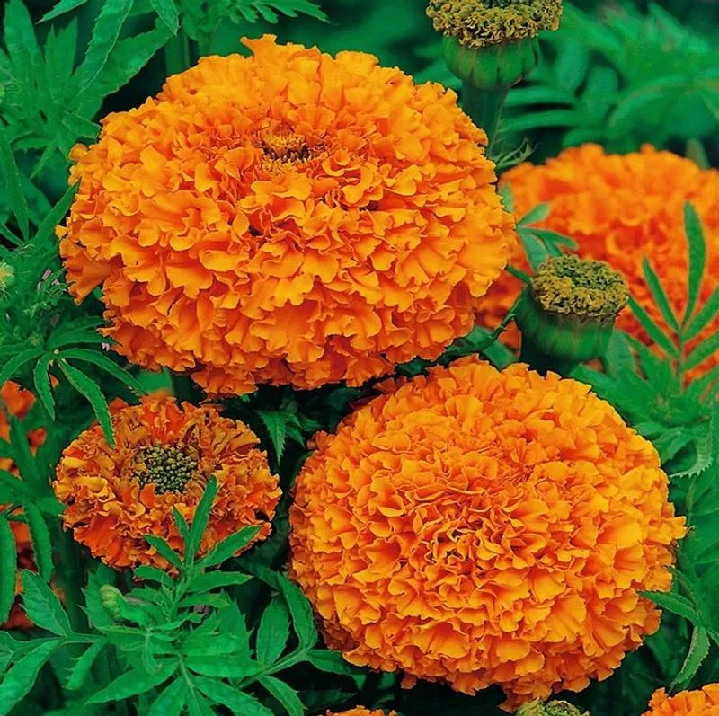 Marigold