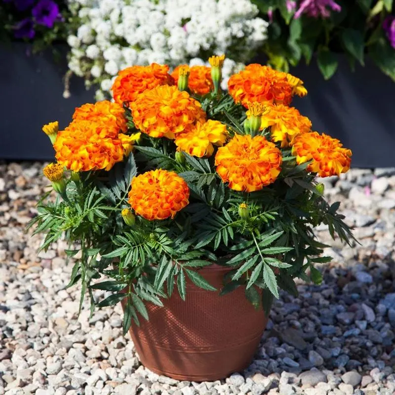 Marigold