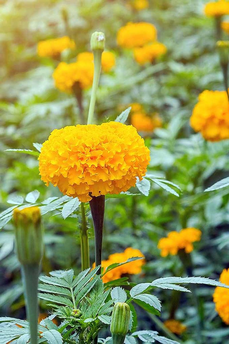 Marigold