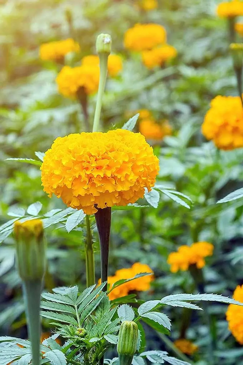 Marigold
