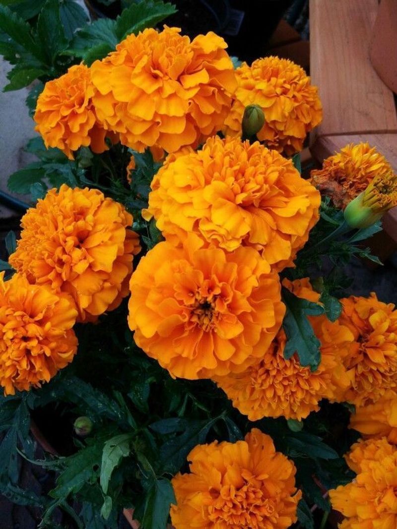 Marigold