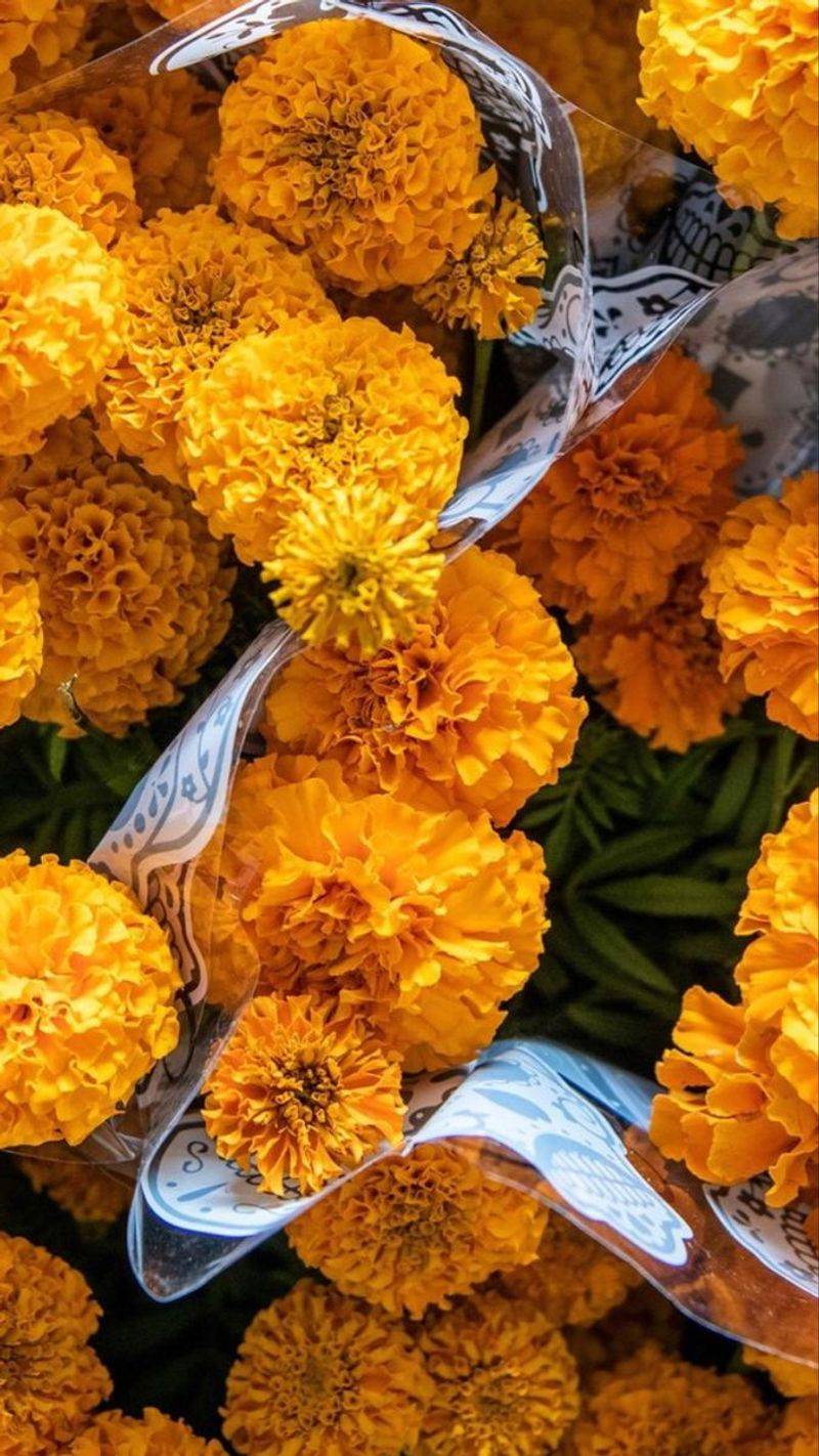 Marigold