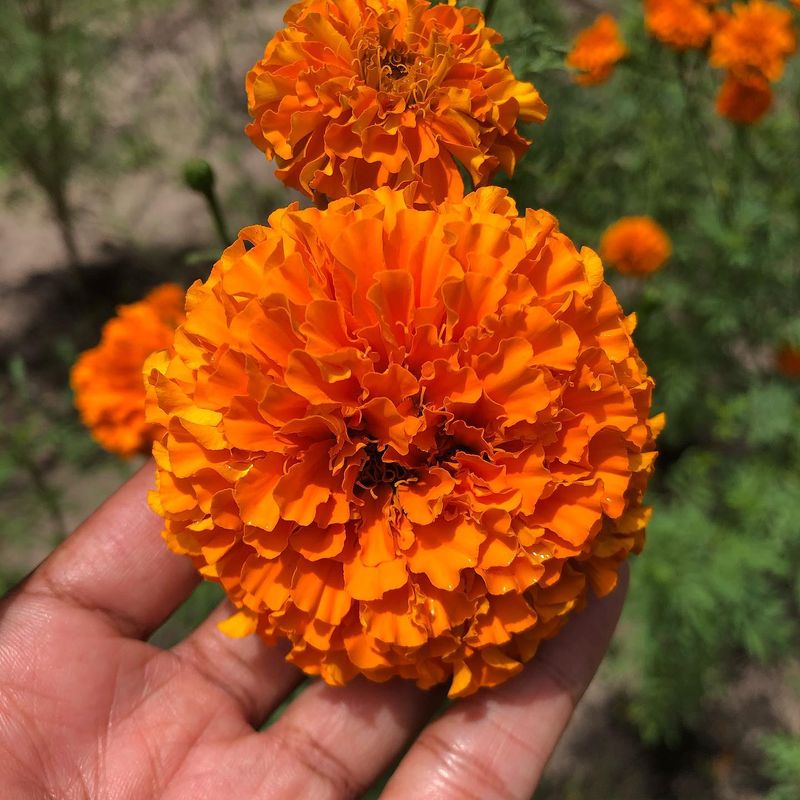 Marigold