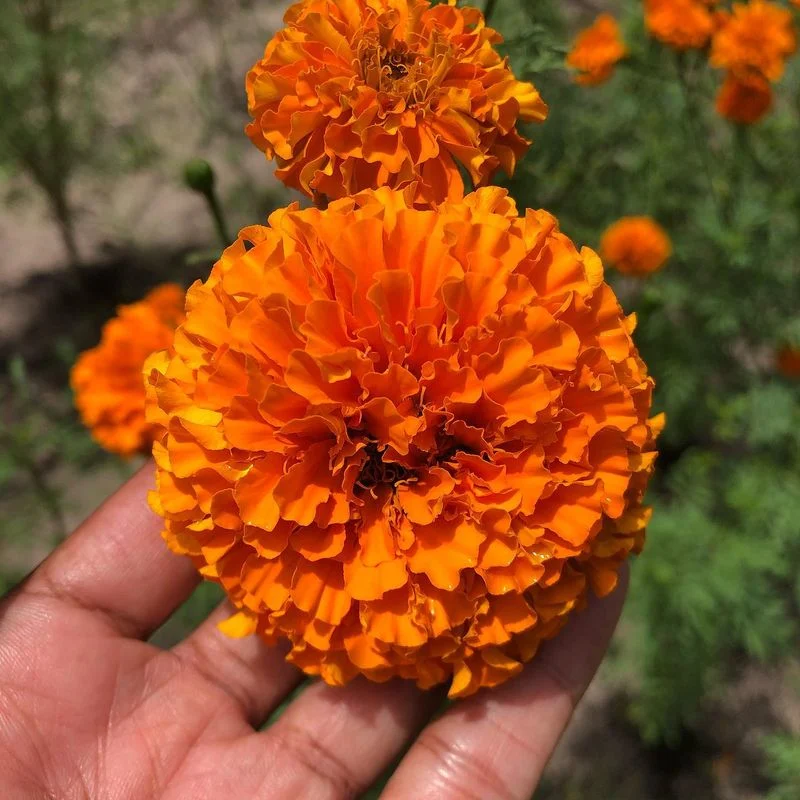 Marigold