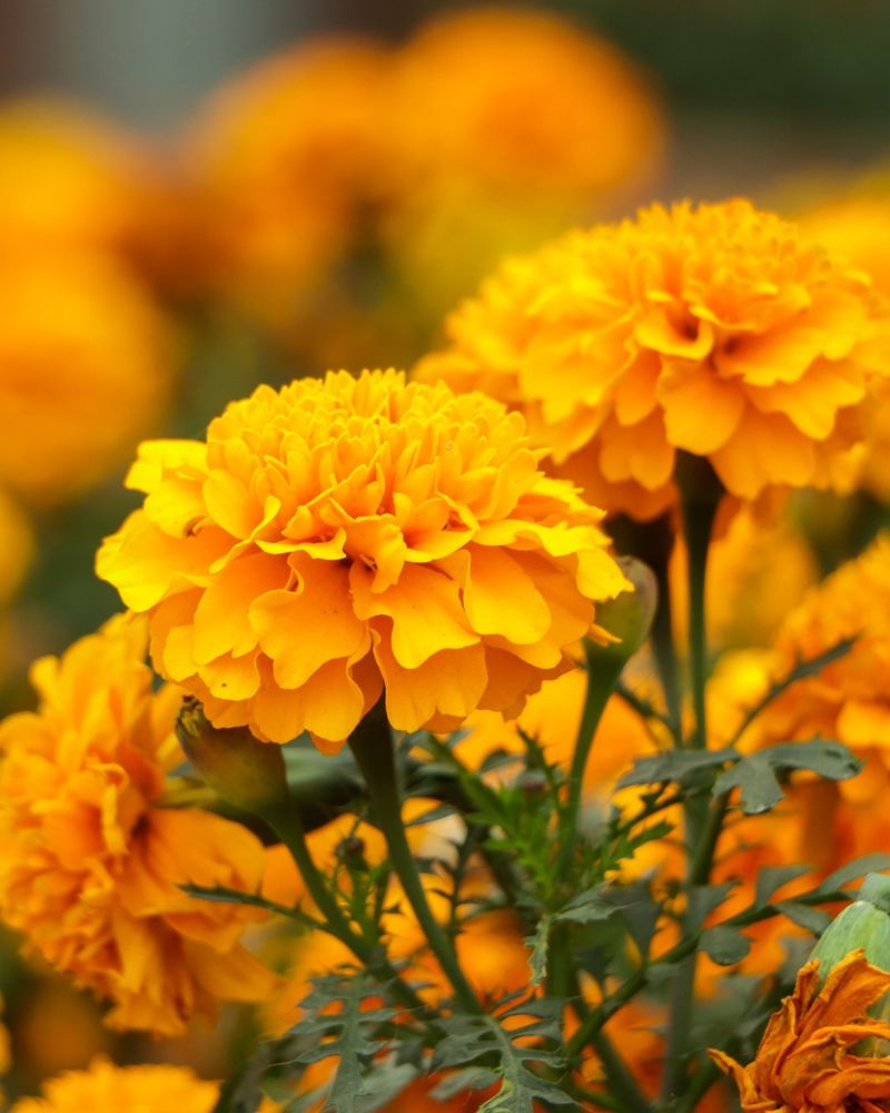 Marigold