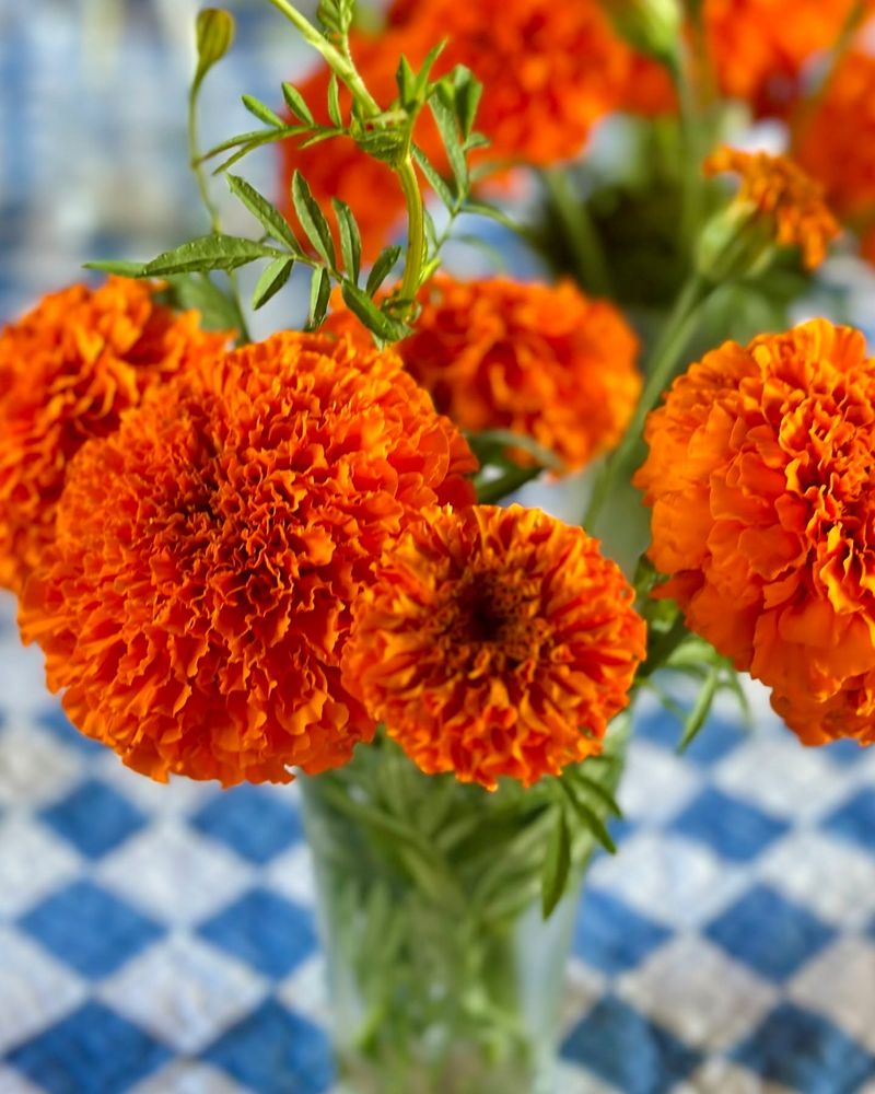 Marigold