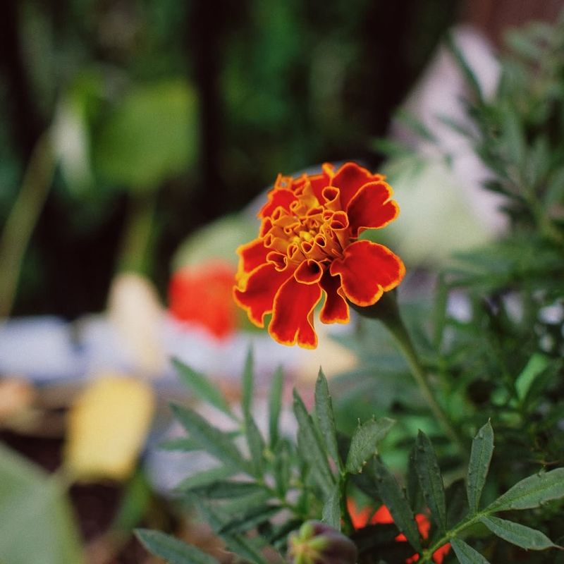 Marigold