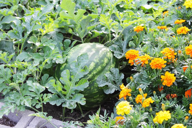 Marigold Companion Planting