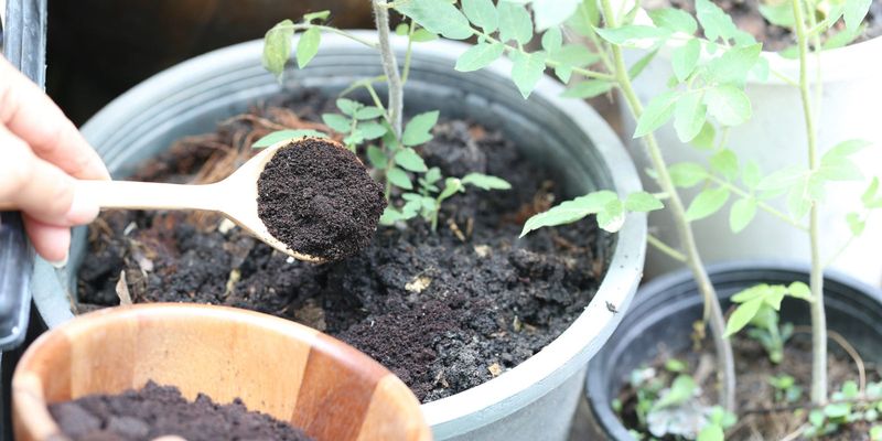 Coffee Grounds