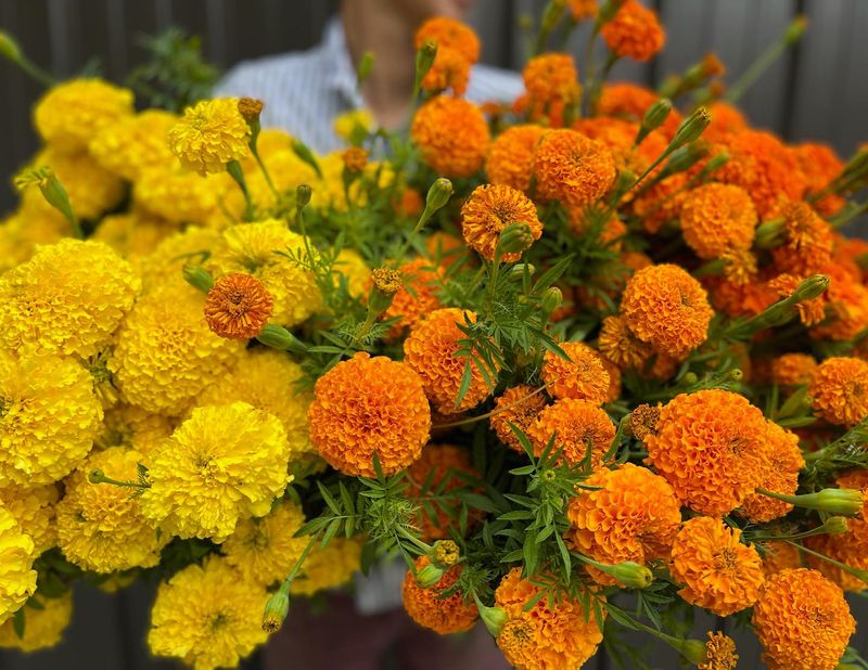 Marigolds