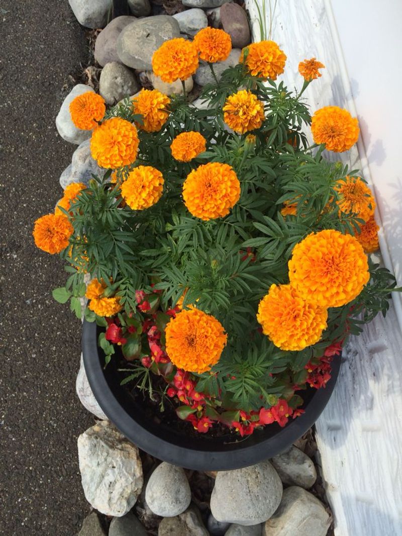 Marigolds