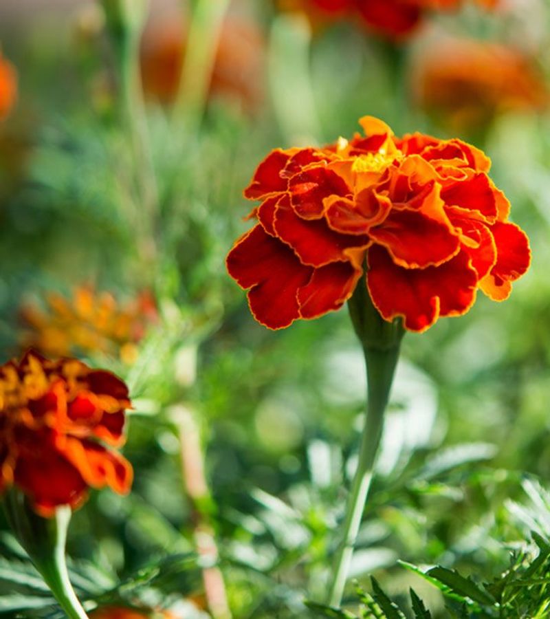 Marigolds