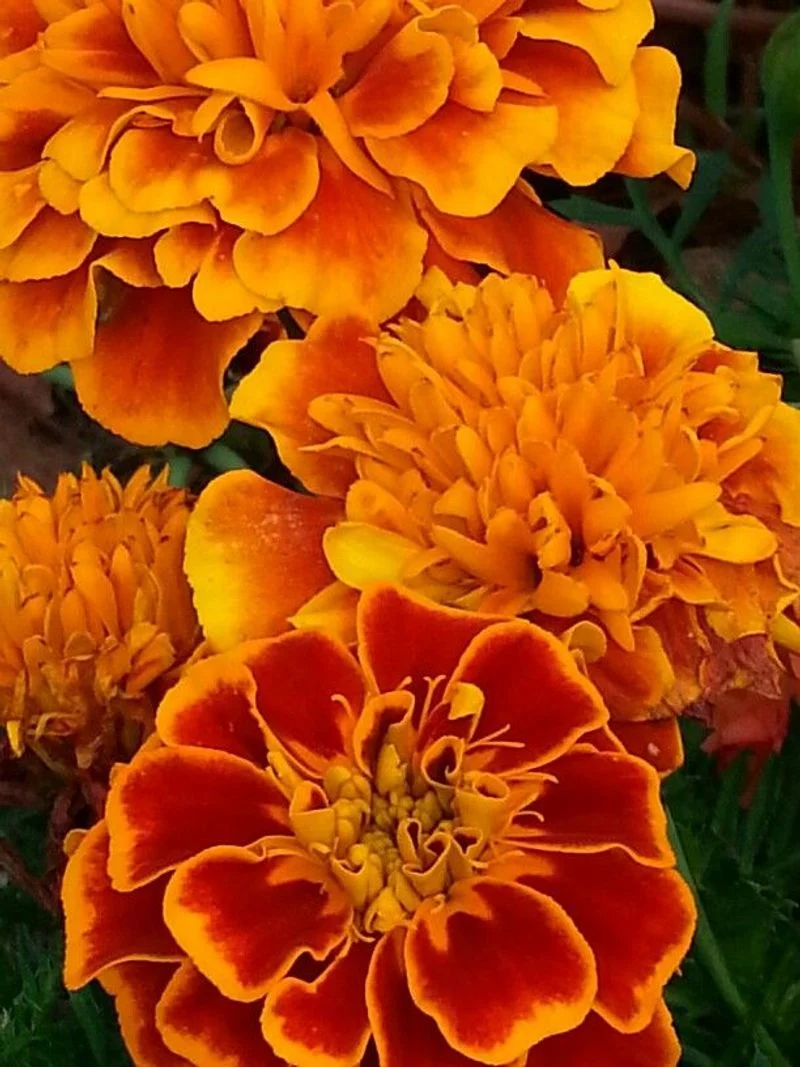 Marigolds