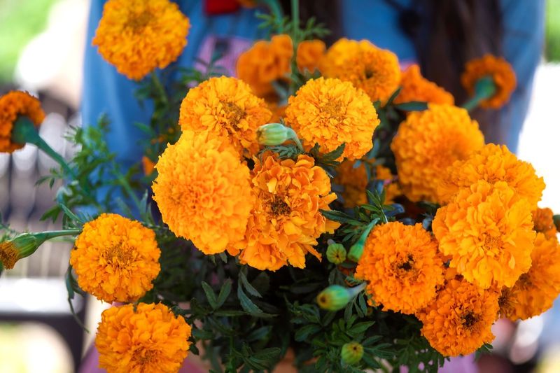 Marigolds