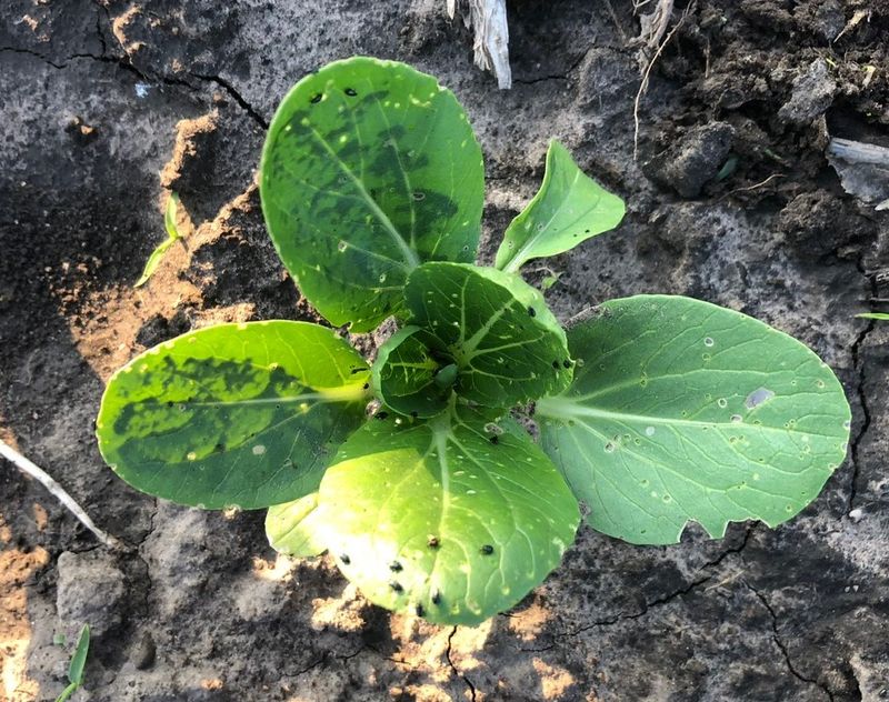 Mustard Greens