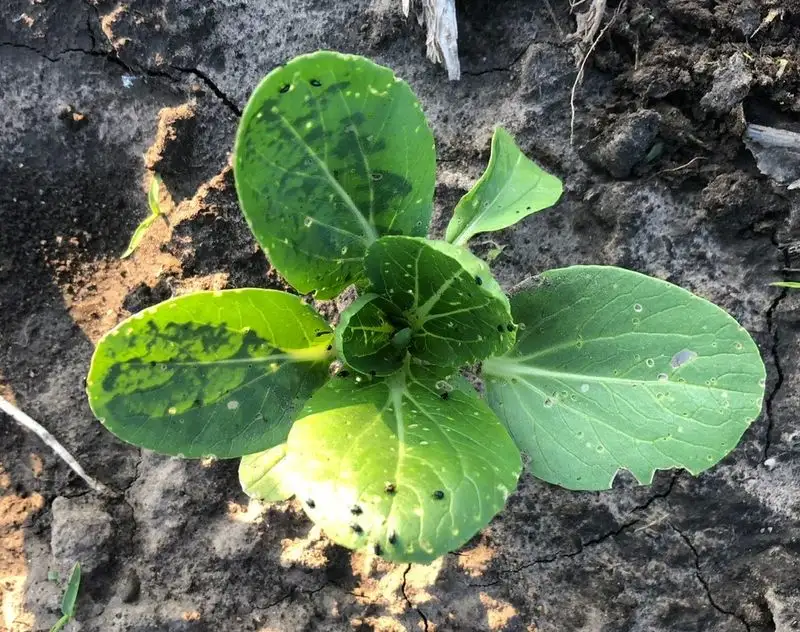 Mustard Greens