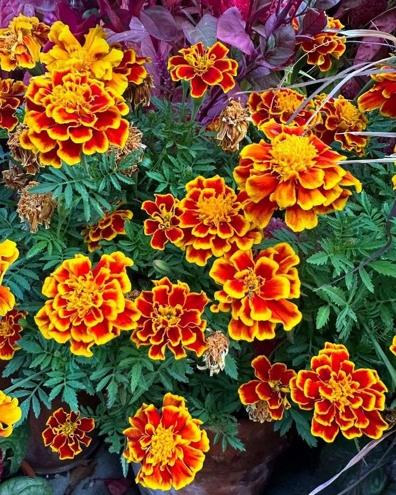 Marigolds
