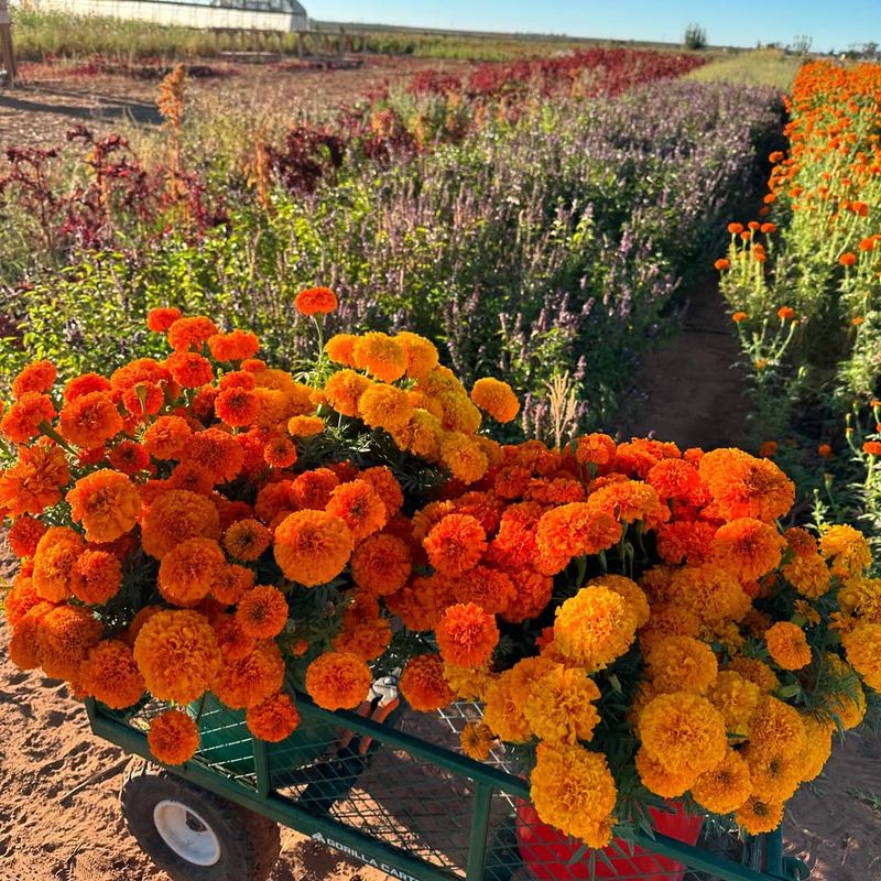 Marigolds