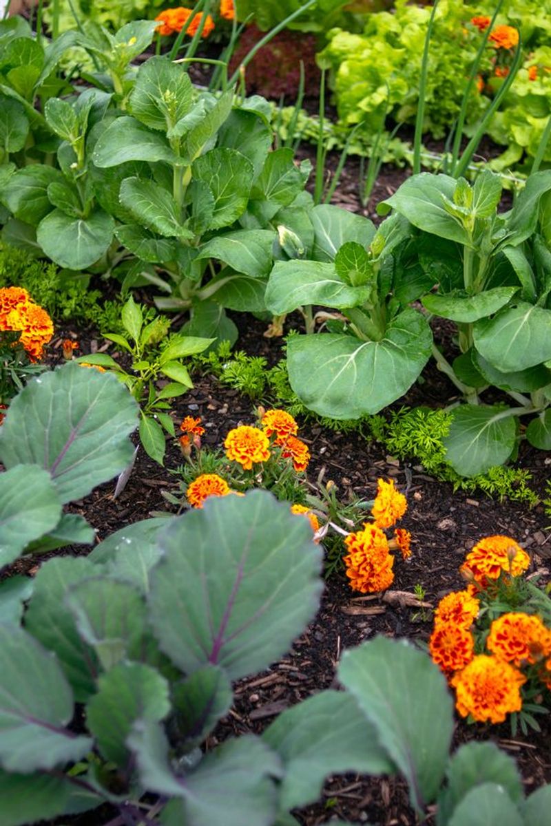 Marigolds and Cabbage