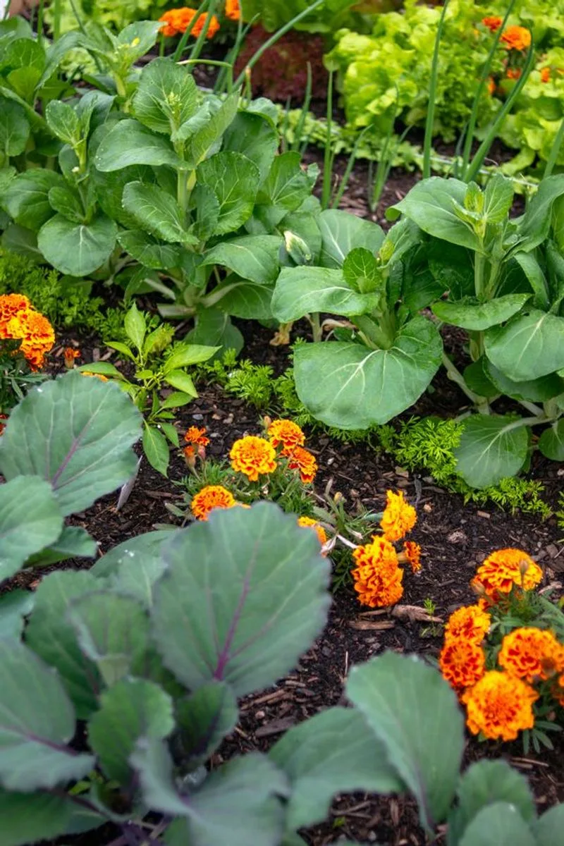 Marigolds and Cabbage