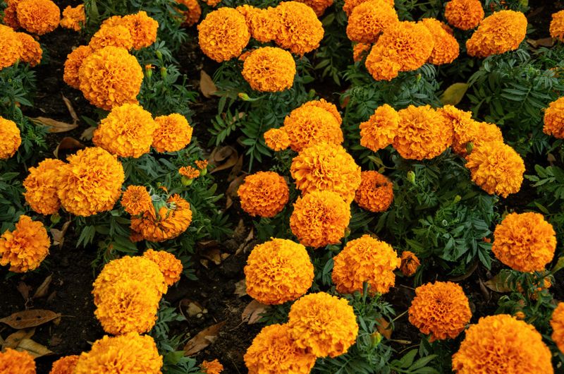 Marigolds' Vibrant Parade