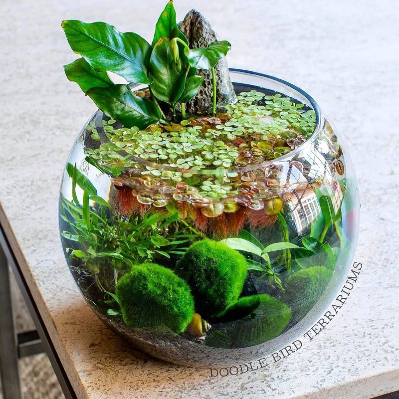 Marimo Moss Balls