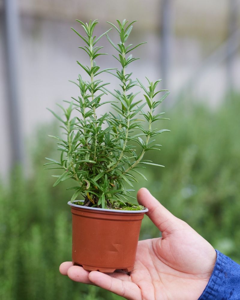 Marjoram