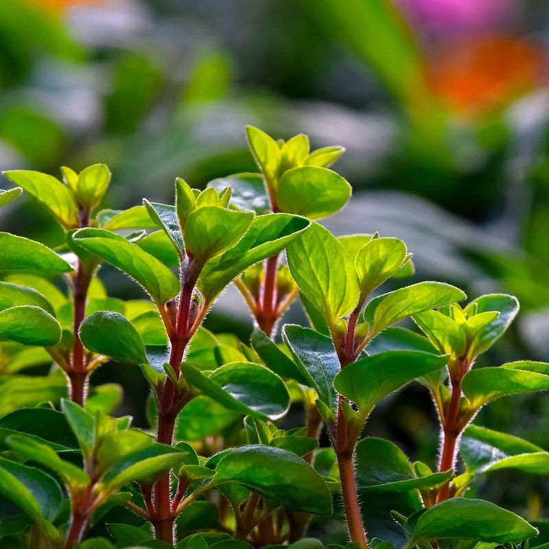 Marjoram