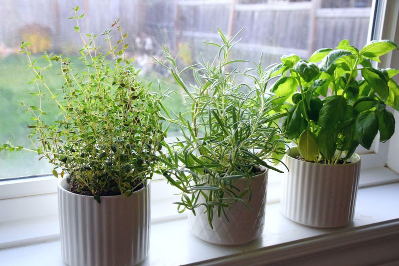 Marjoram
