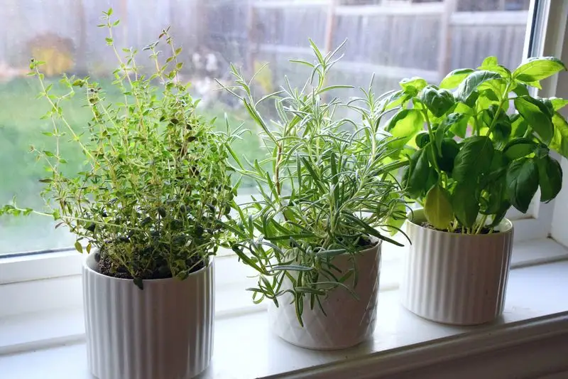 Marjoram