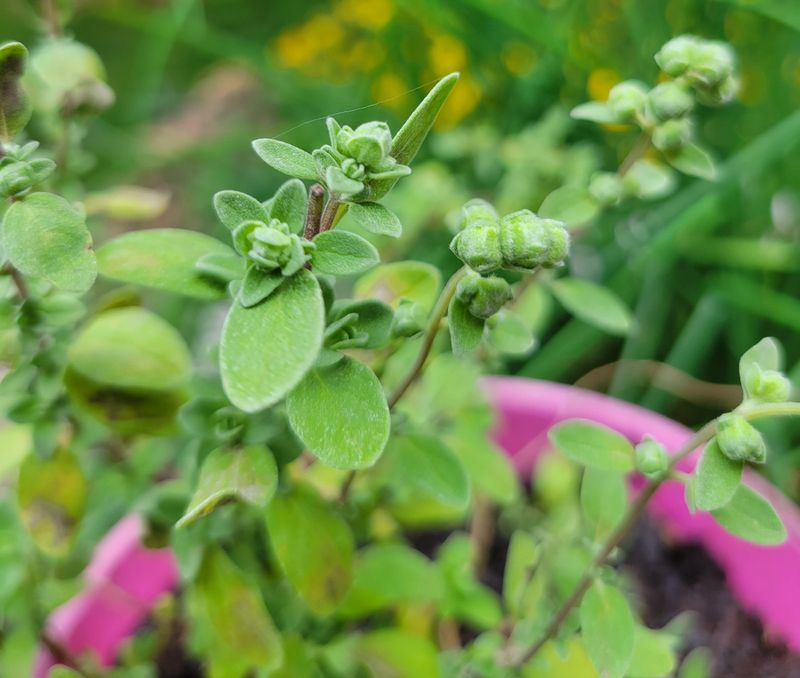 Marjoram Magic