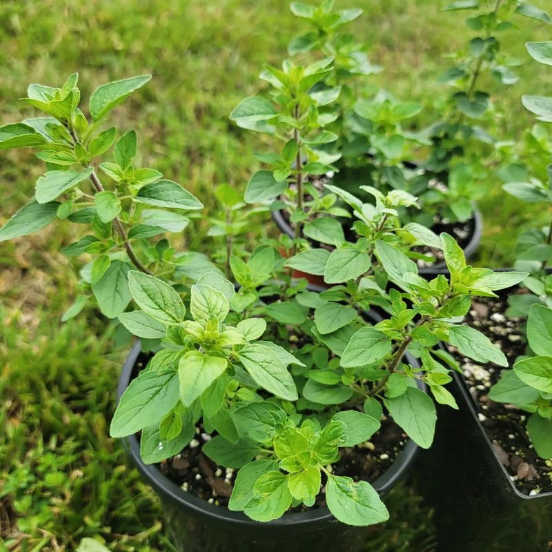 Marjoram