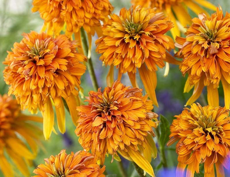 Marmalade Coneflower