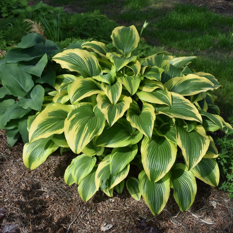Hosta